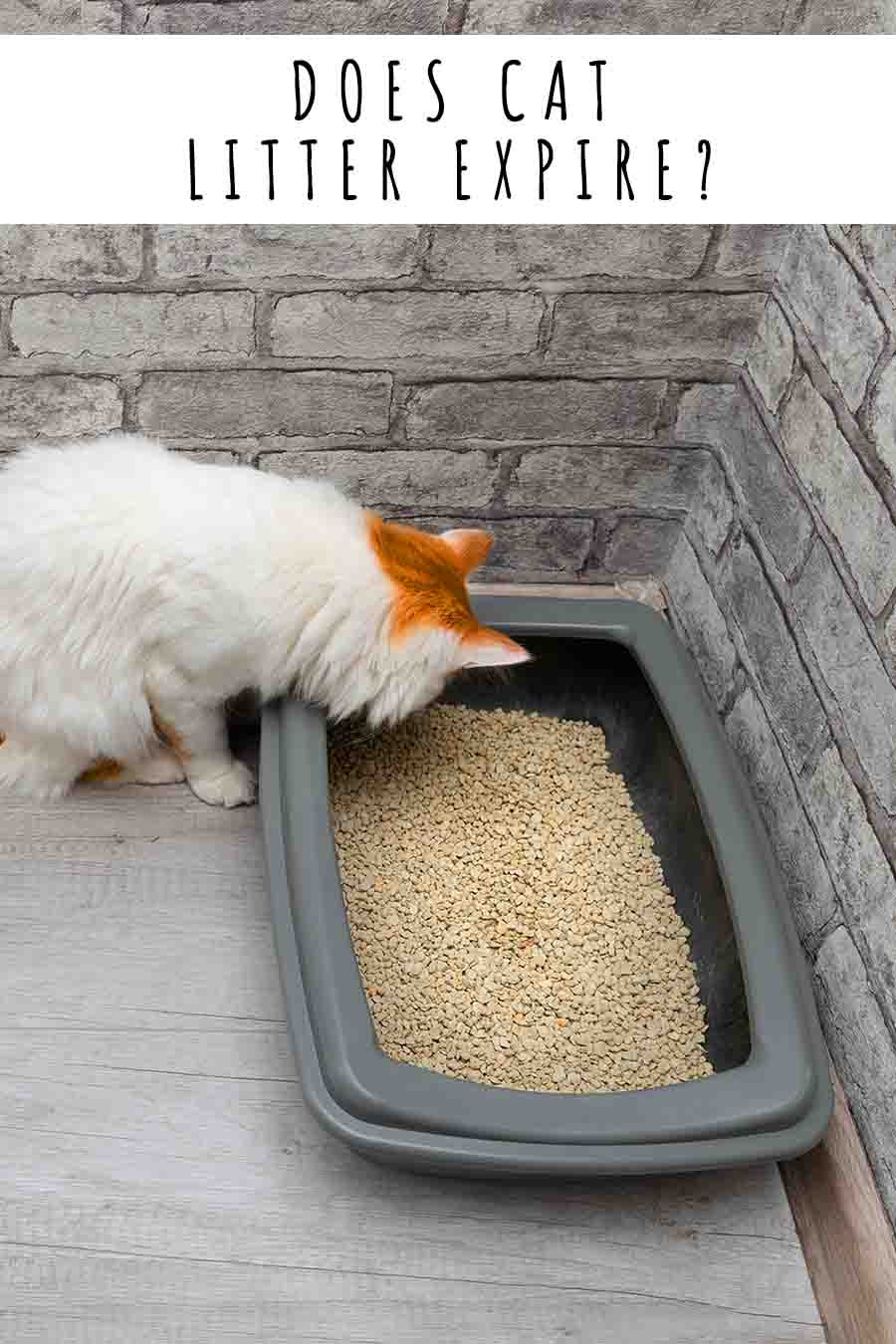 Does Cat Litter Expire, And Which Types Keep The Longest?