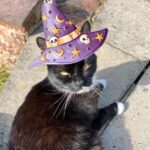 witch cat names